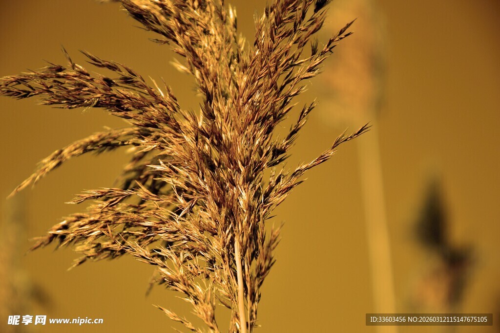 金黄芦苇特写