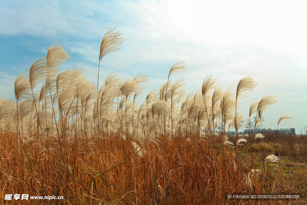 秋日芦苇荡的美丽风光