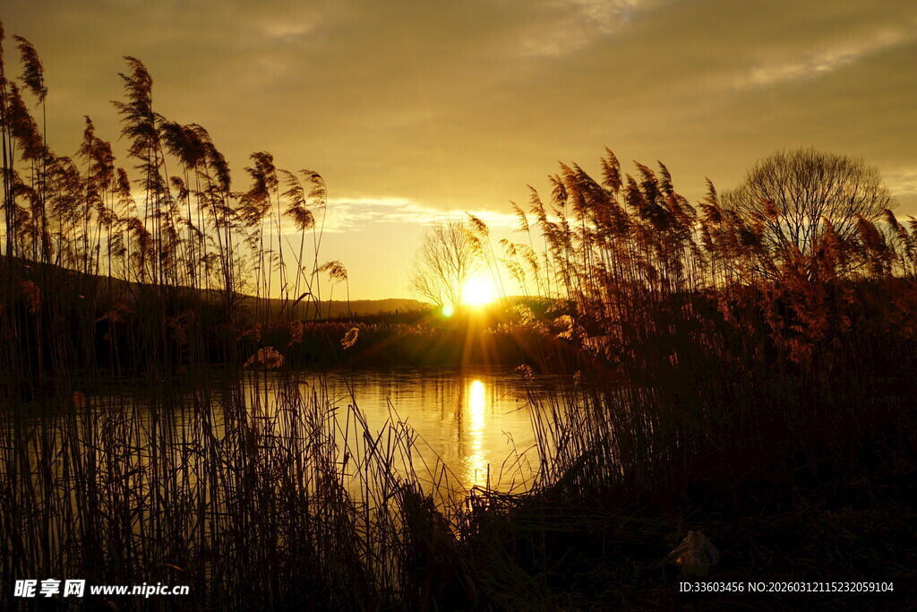 夕阳下湖畔芦苇美丽景致