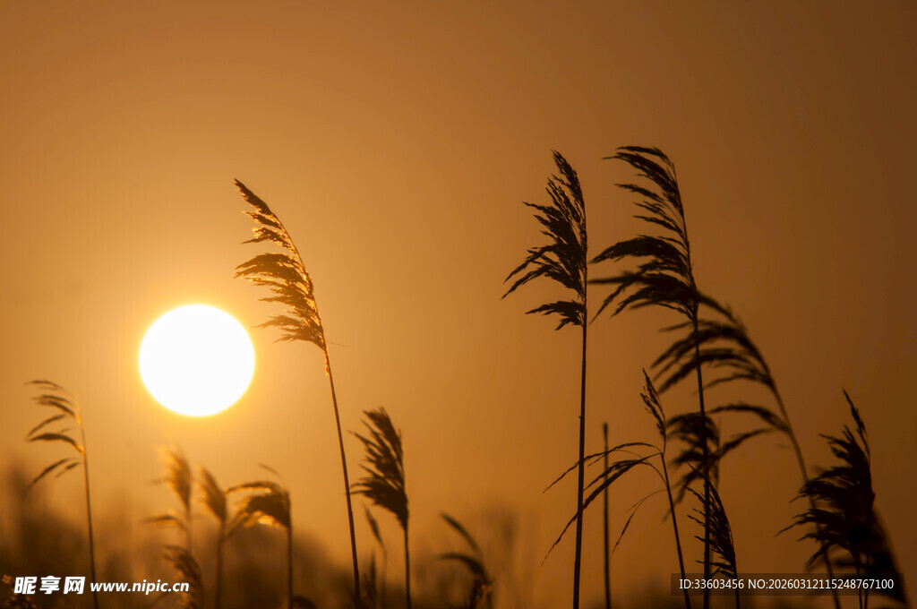 夕阳下的芦苇剪影