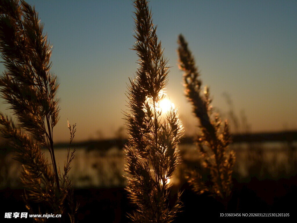 夕阳下的芦苇美景