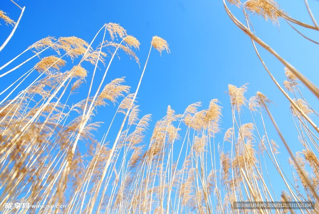 蓝天映衬下的金黄芦苇