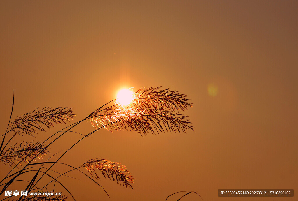 夕阳下摇曳的芦苇