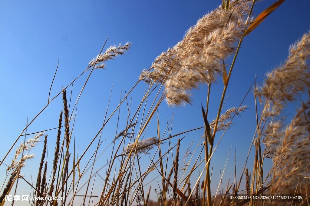 蓝天之下的摇曳芦苇