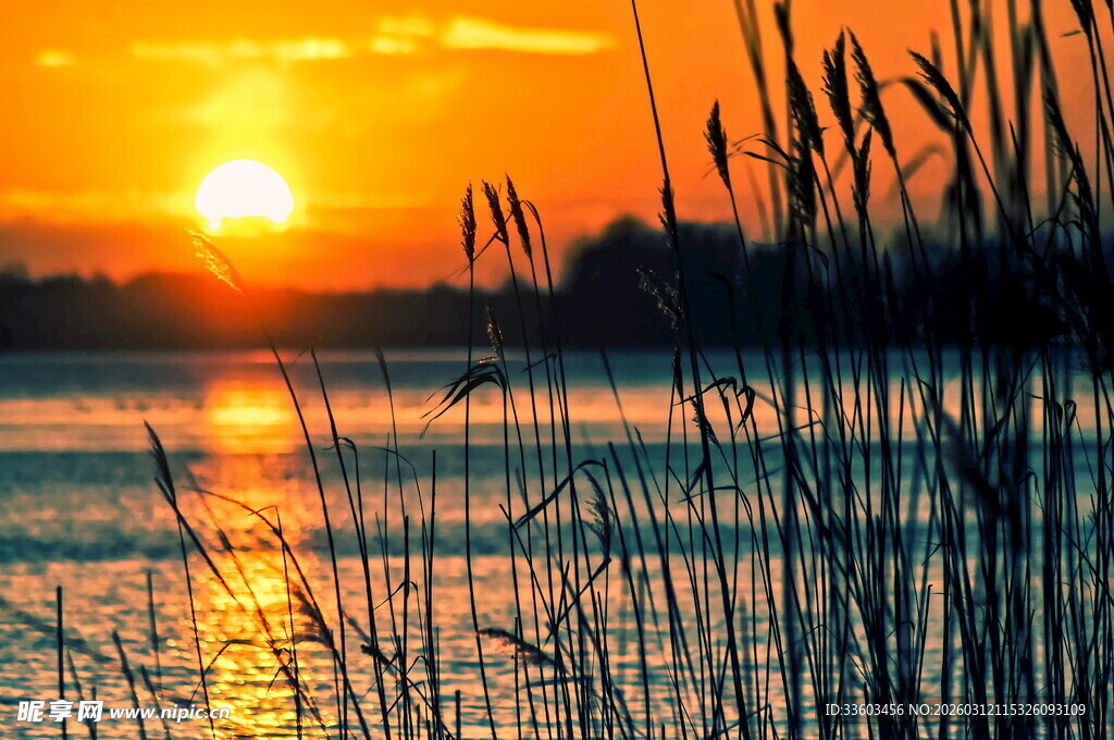 夕阳下波光粼粼的湖畔芦苇