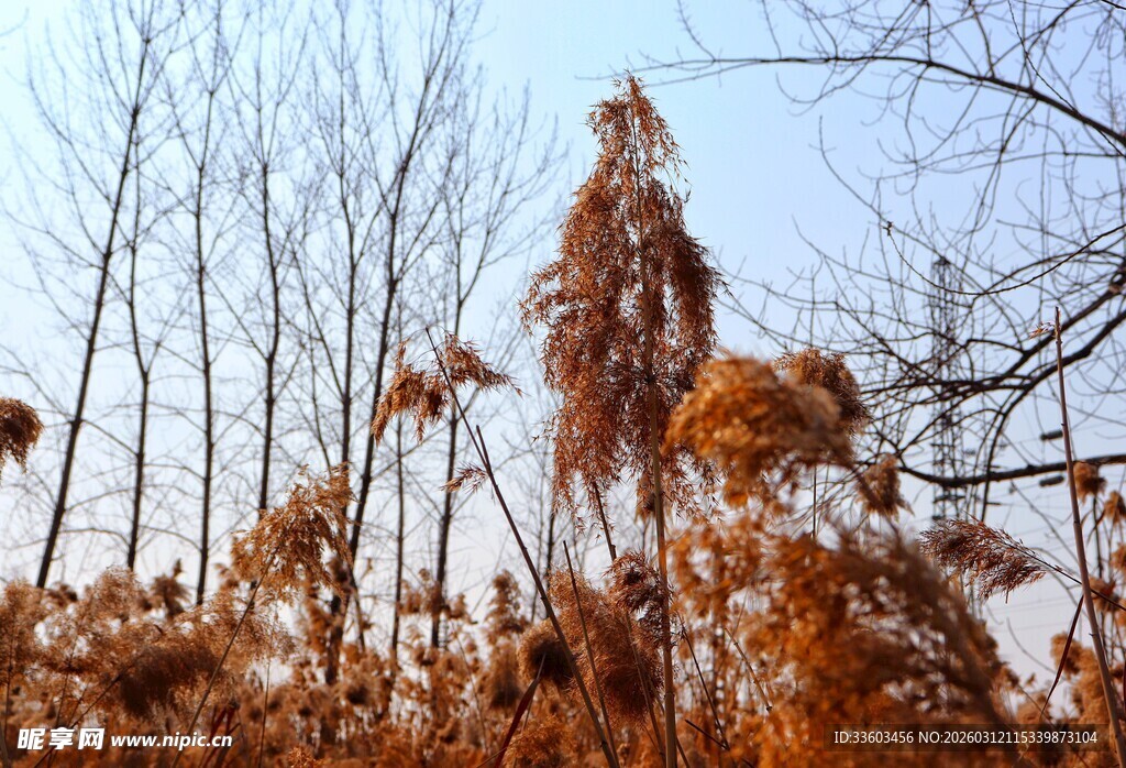 冬日萧瑟芦苇林