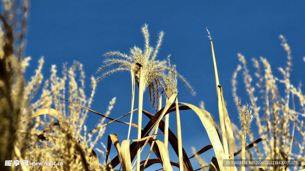 秋日田野里的金黄植物