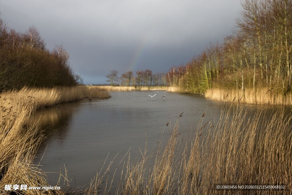 宁静河畔芦苇景观