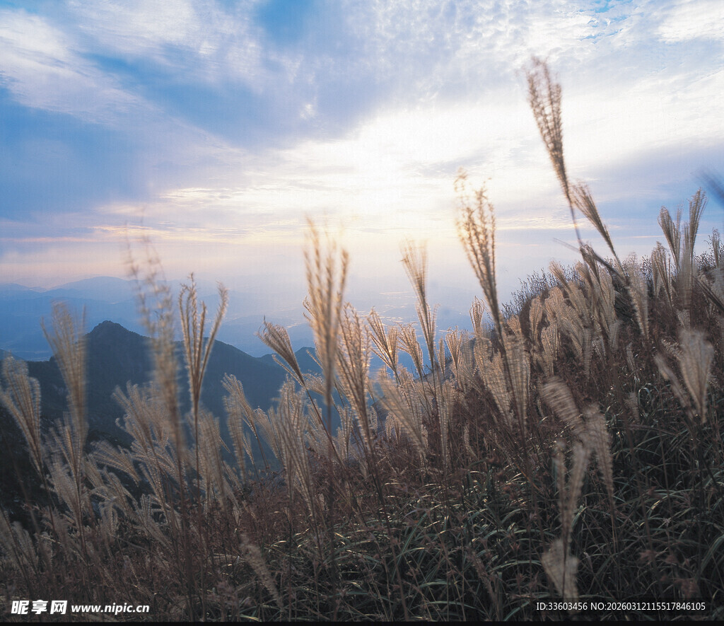 夕阳下的山间芦苇美景