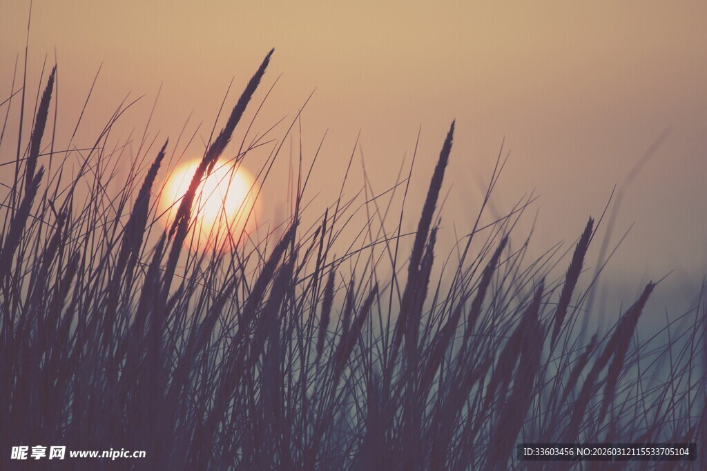 夕阳下的芦苇美景