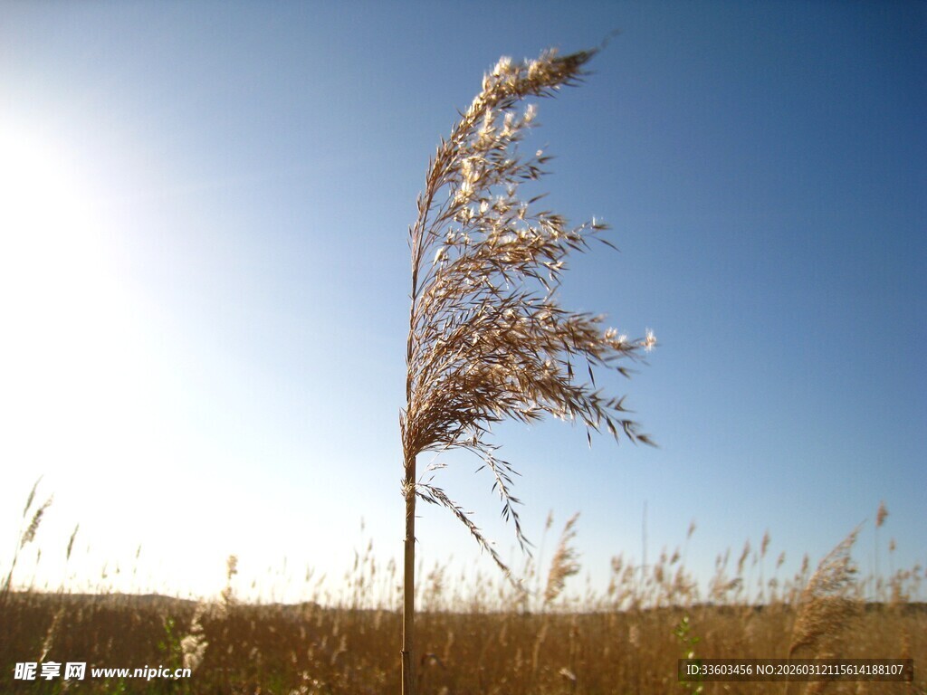 旷野中独株摇曳的植物