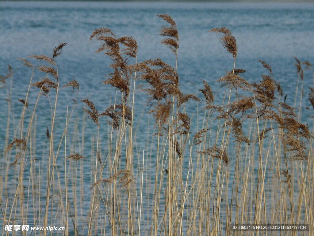湖畔芦苇随风摇曳