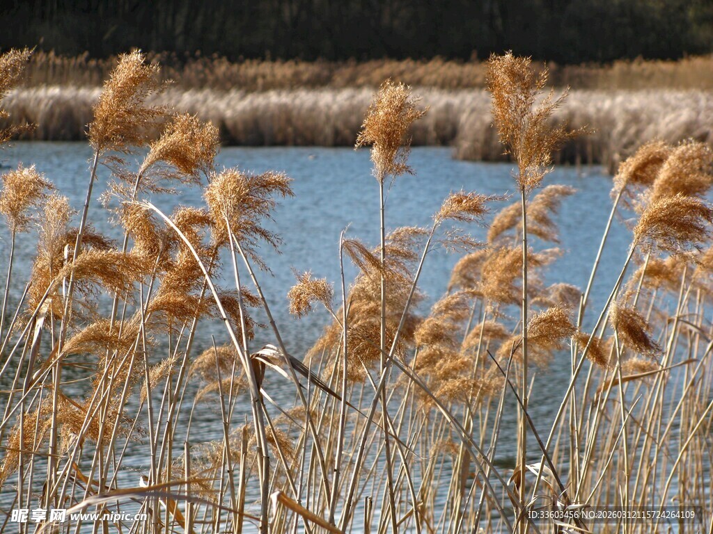 湖畔摇曳的金黄芦苇