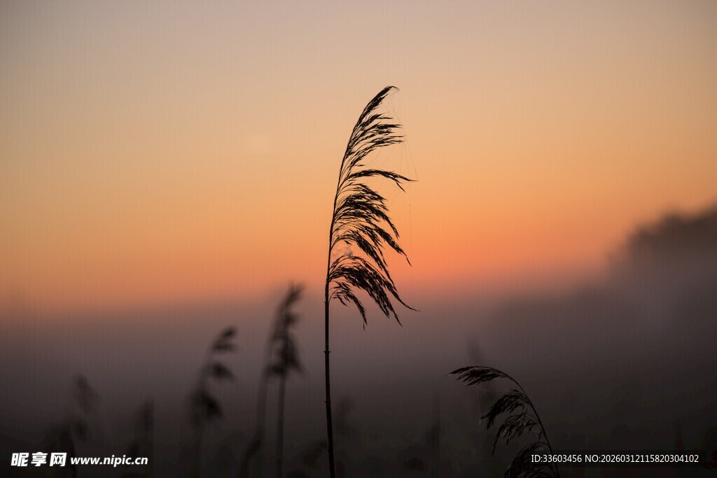 夕阳下的芦苇