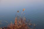 湖畔芦苇