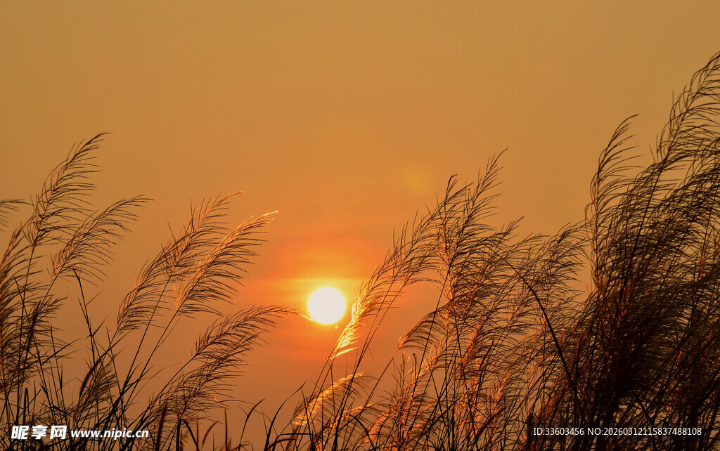 夕阳下的芦苇美景