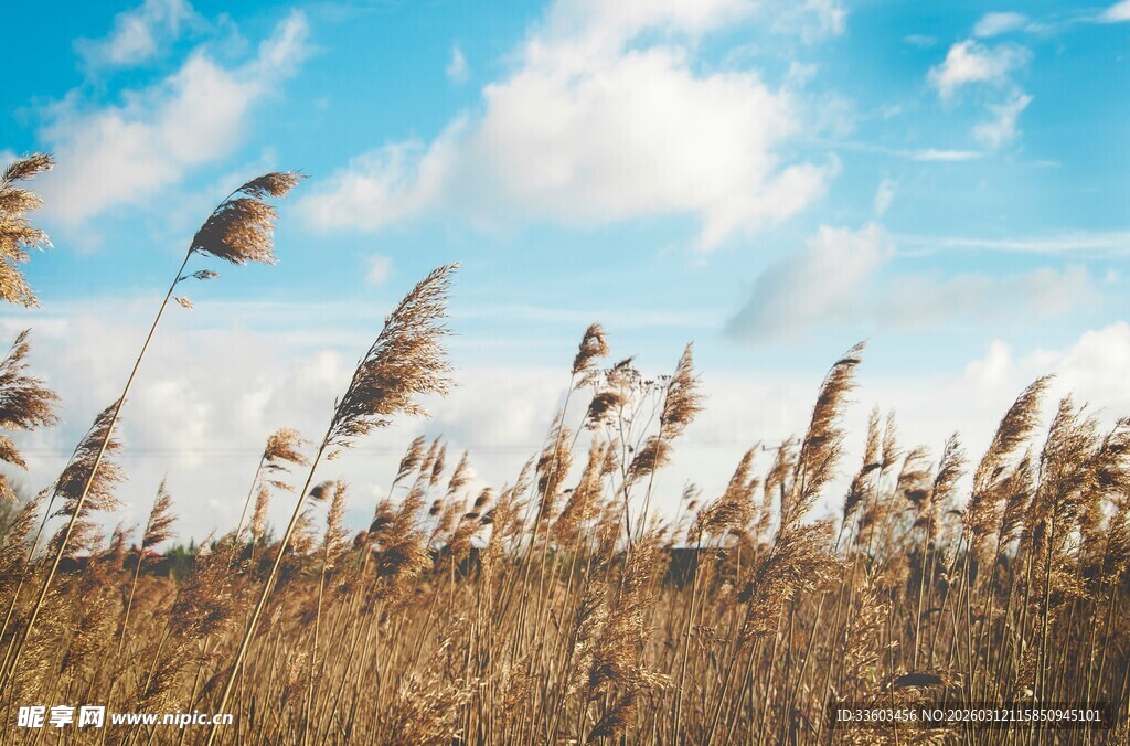 蓝天白云下的金黄芦苇丛