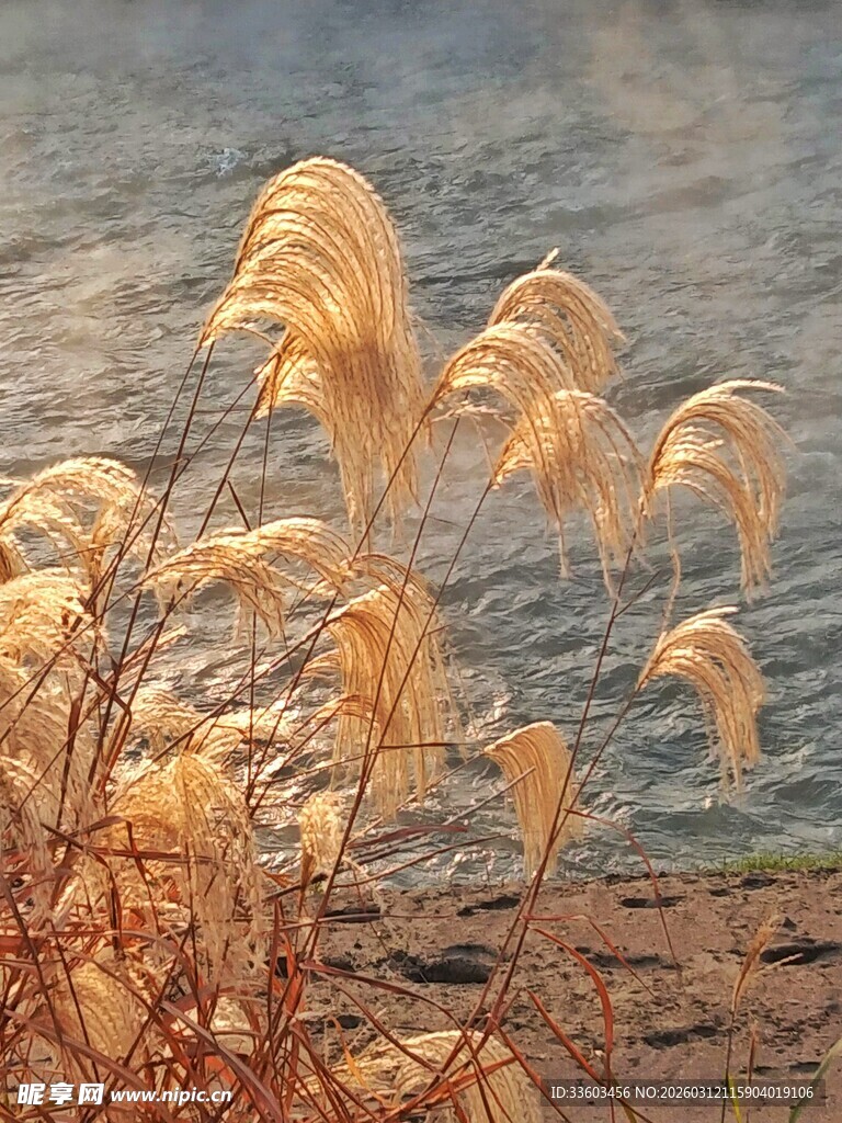 湖畔摇曳的金色蒲苇