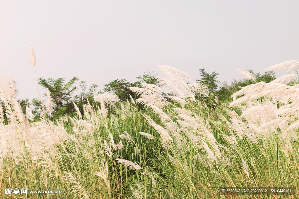 风中摇曳的白色芦苇丛