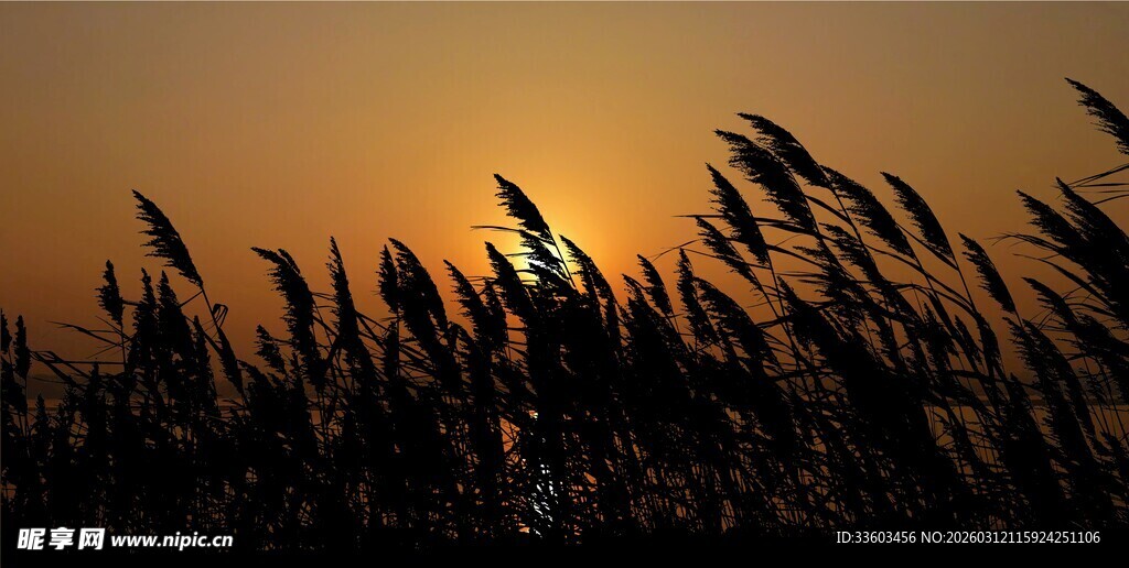 夕阳下的芦苇剪影