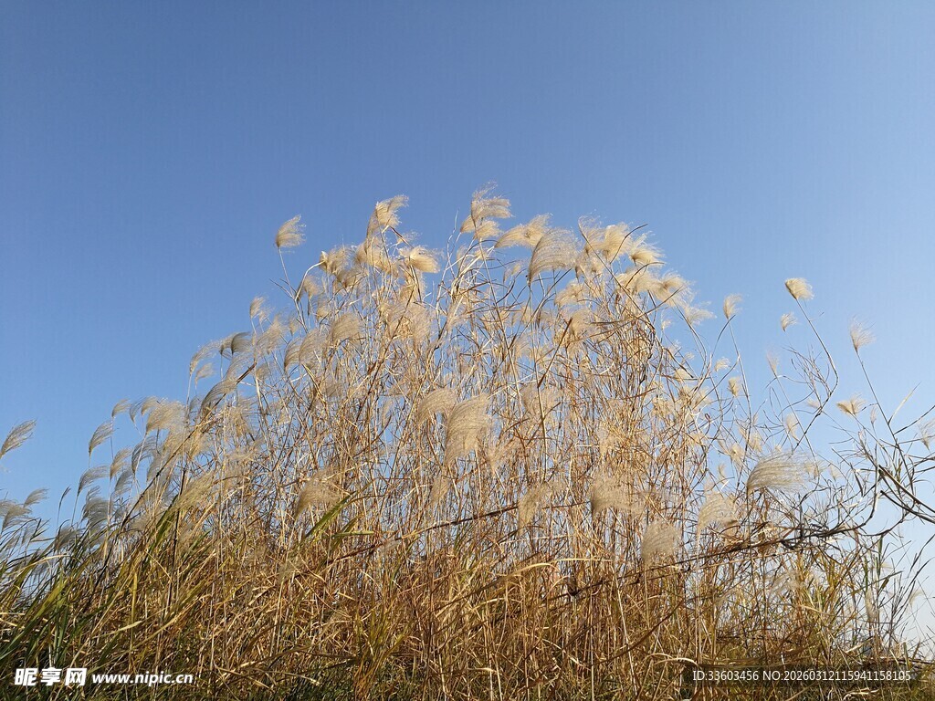 蓝天映衬下的枯黄野草