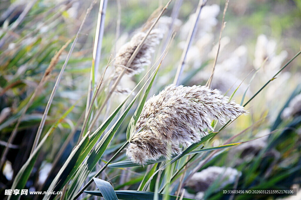 风中摇曳的蓬松芦苇