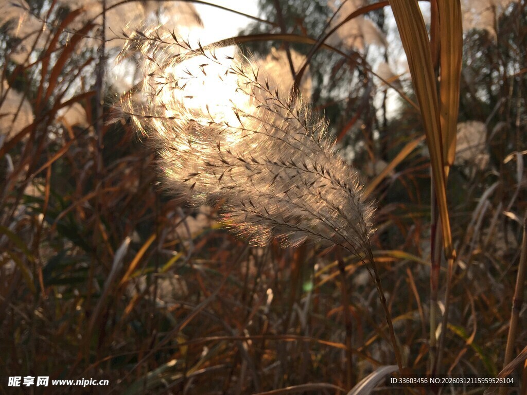 夕阳下的芦苇丛