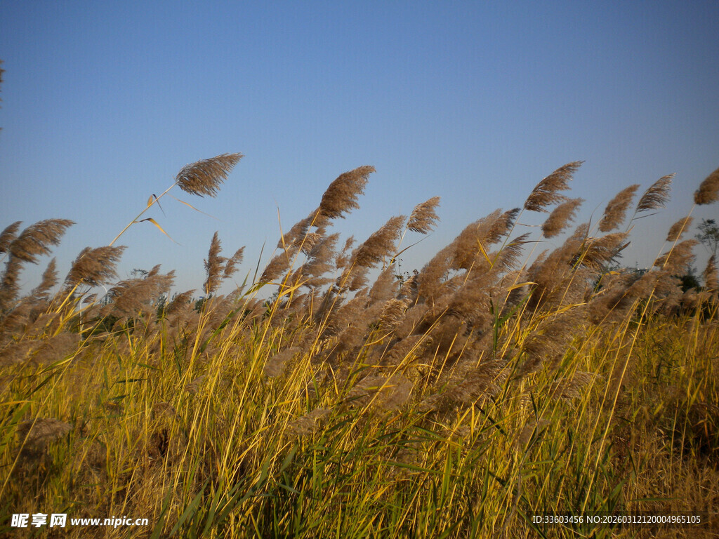 风中摇曳的金黄芦苇