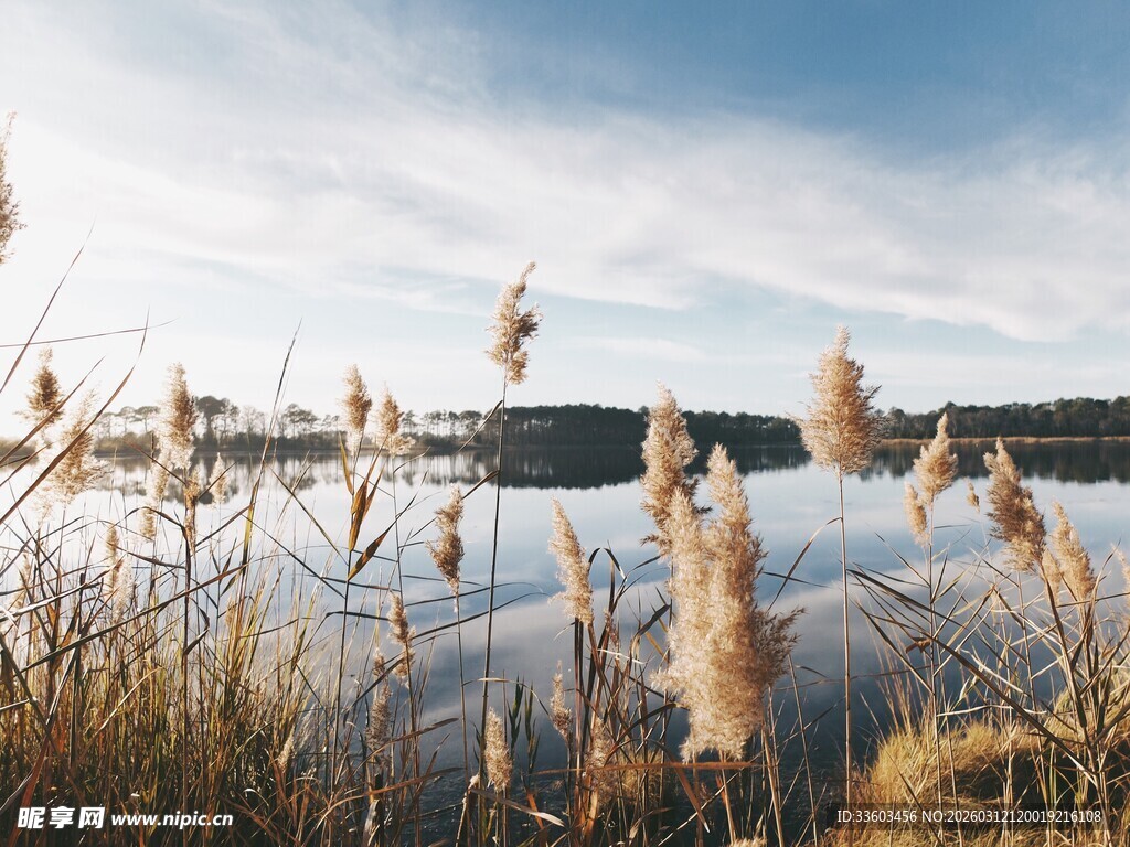 湖畔芦苇与静谧蓝天美景