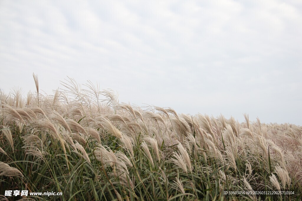 风中摇曳的大片芦苇