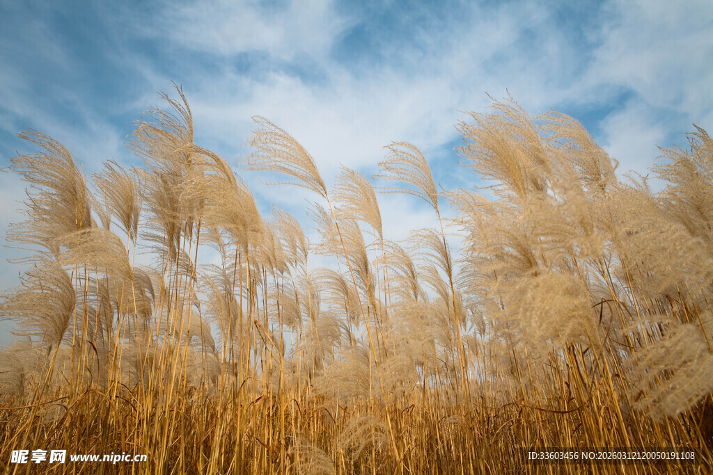 金黄芦苇在蓝天白云下摇曳