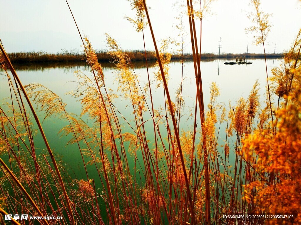 湖畔芦苇映绿水