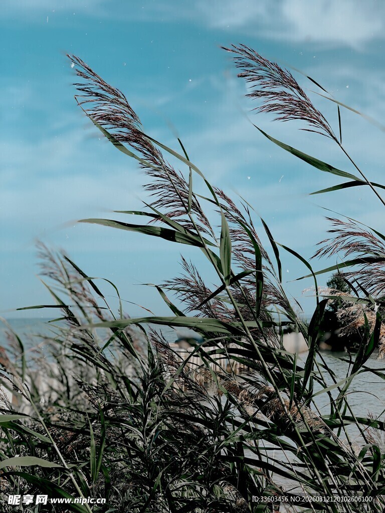 风中摇曳的芦苇