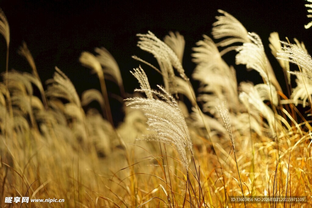 风中摇曳的金色芦苇
