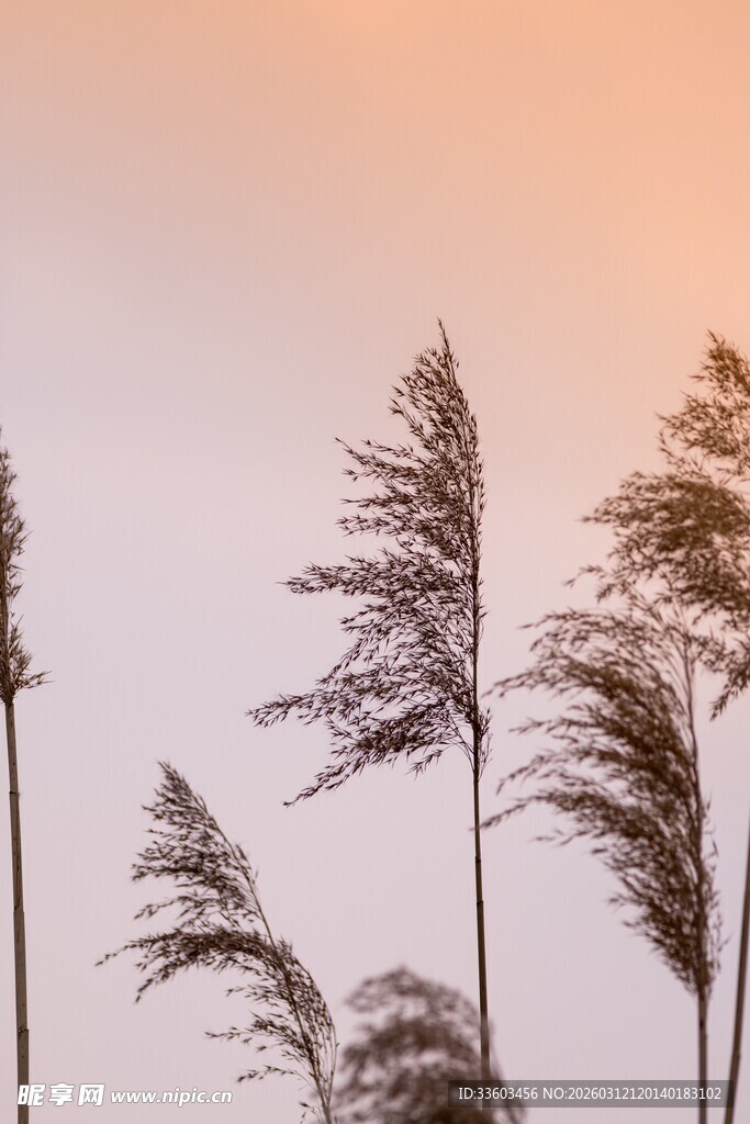 夕阳下摇曳的芦苇