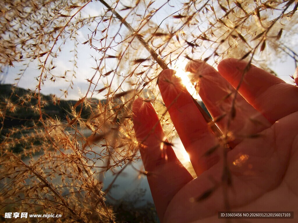 手触秋日斑斓植物