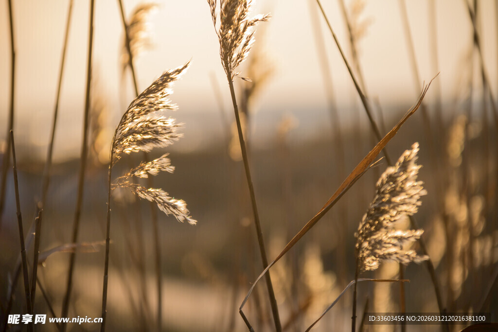 夕阳下的摇曳芦苇
