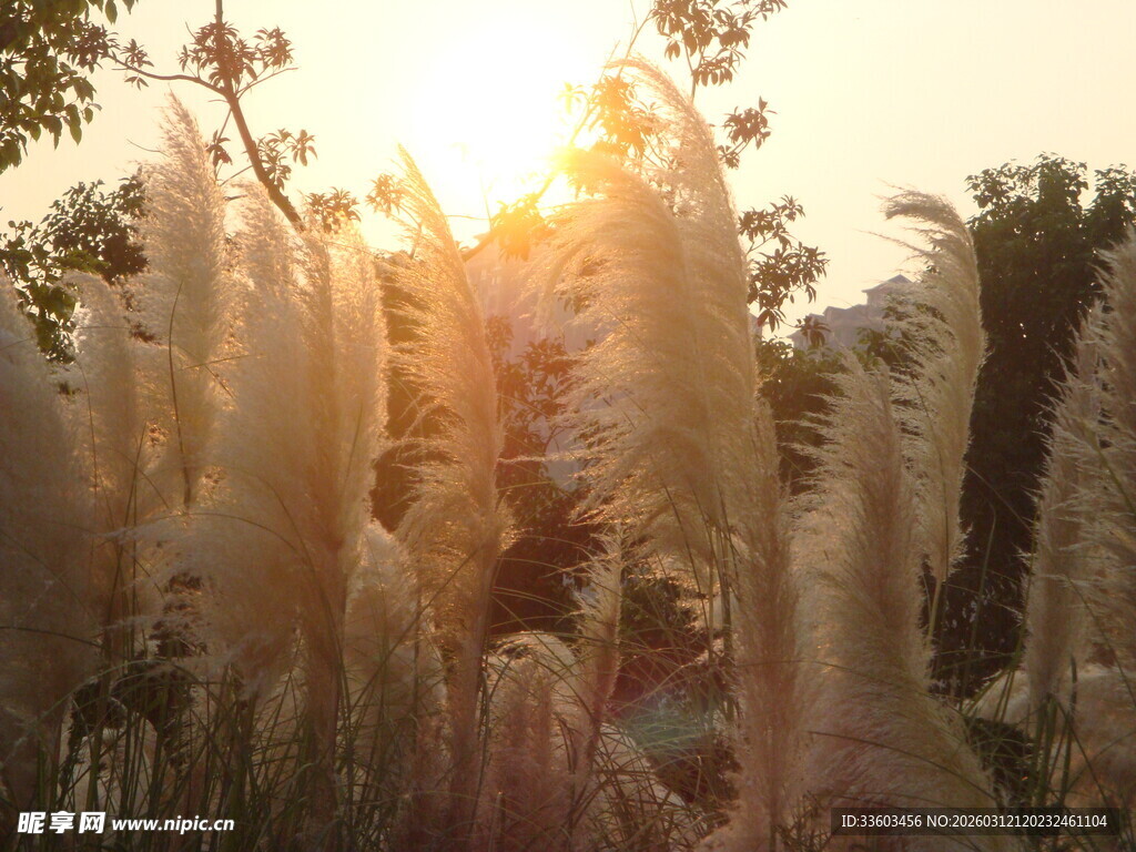 夕阳下的蒲苇美景