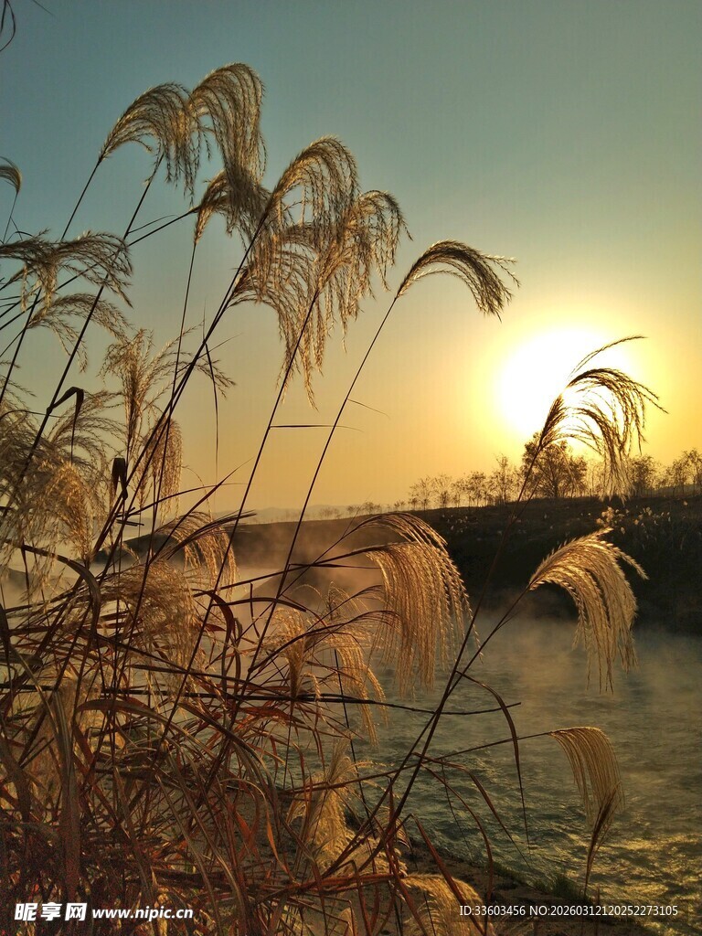 夕阳下的芦苇与波光水面