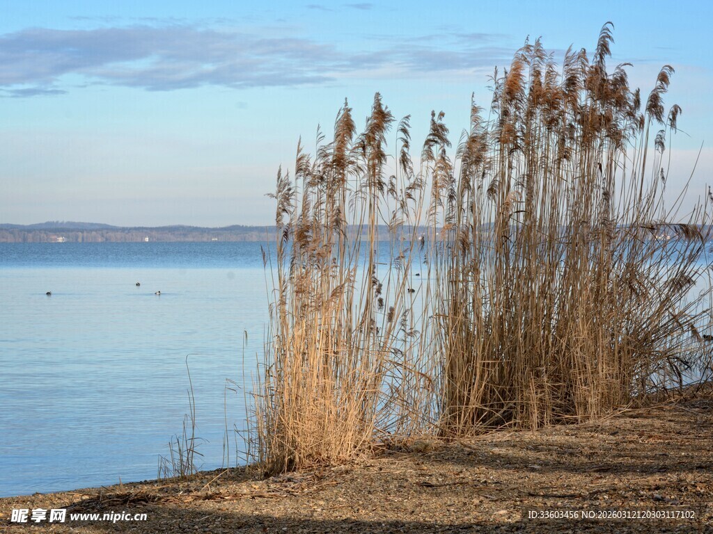 湖畔芦苇景观