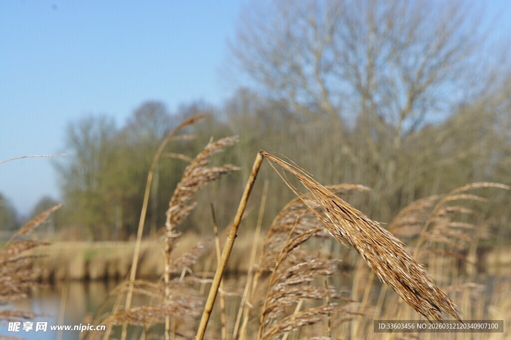 湖畔芦苇