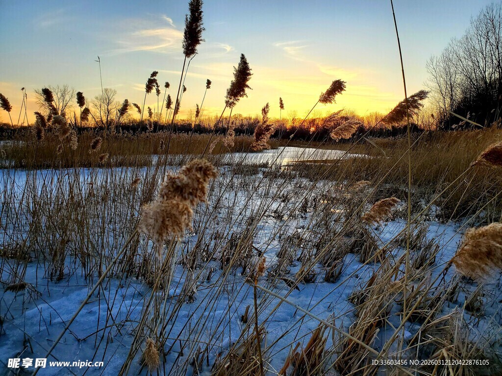 冬日河畔芦苇的黄昏美景