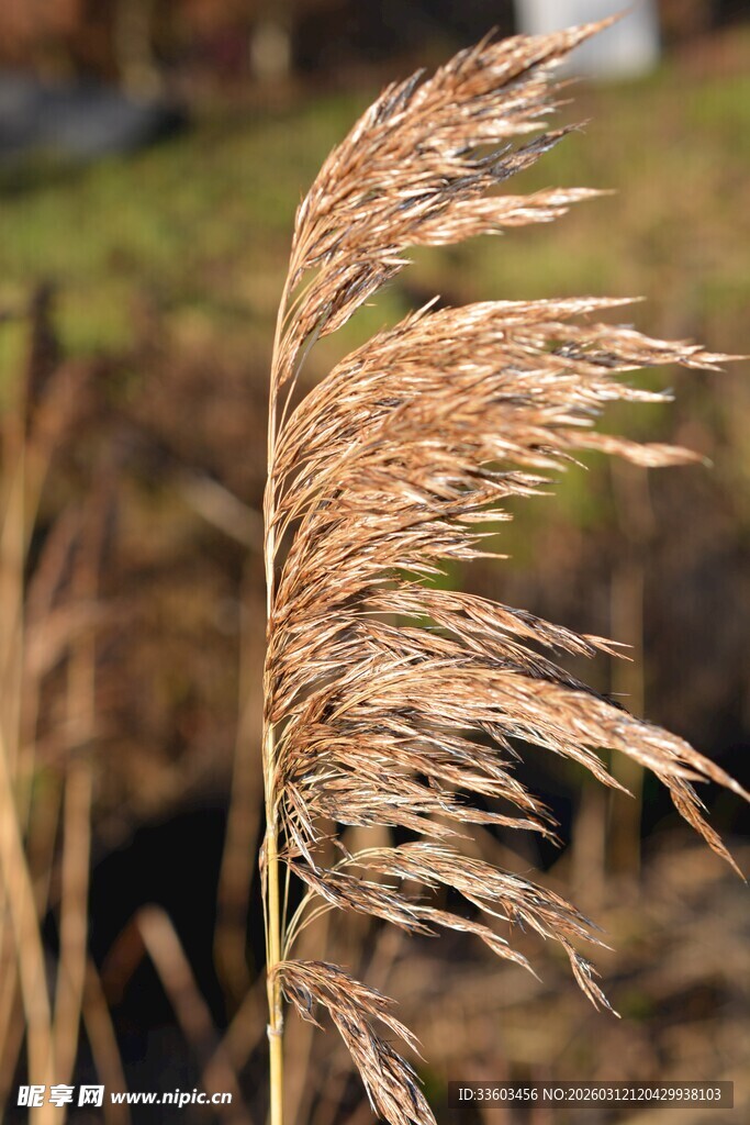 风中摇曳的金黄芦苇