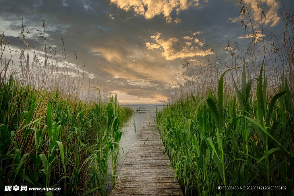 黄昏下的木栈道与芦苇