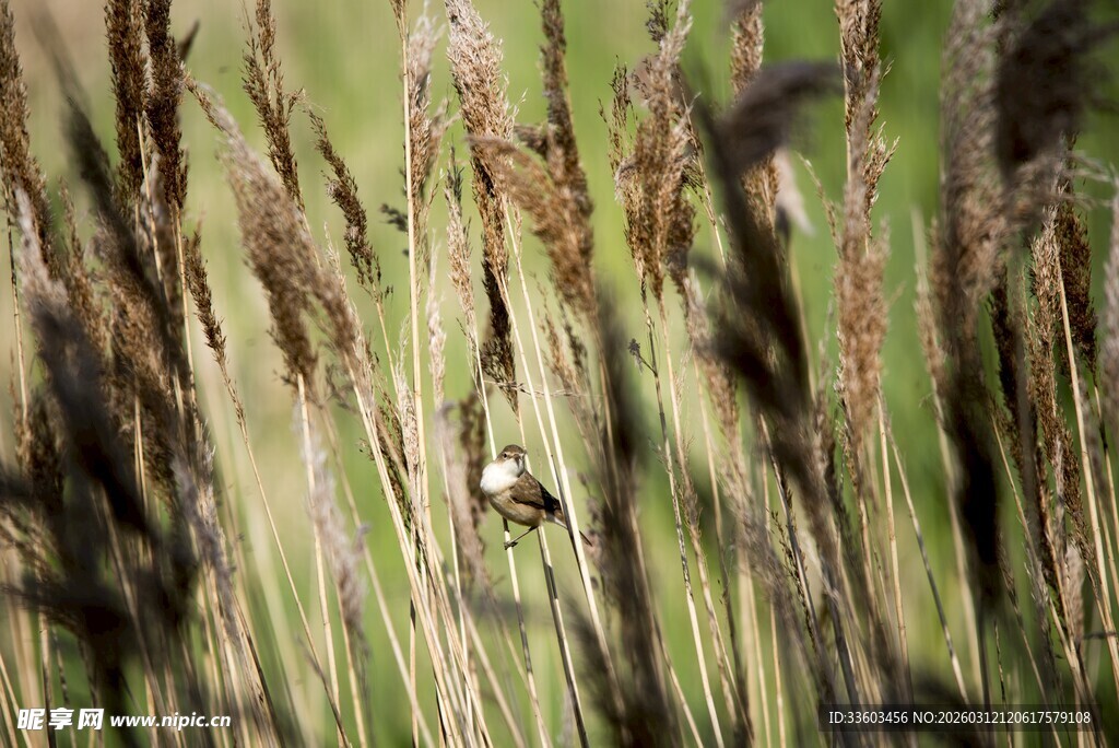 芦苇丛中的小鸟