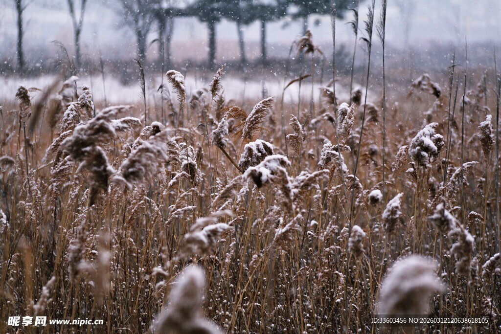 冬日芦苇雪景图