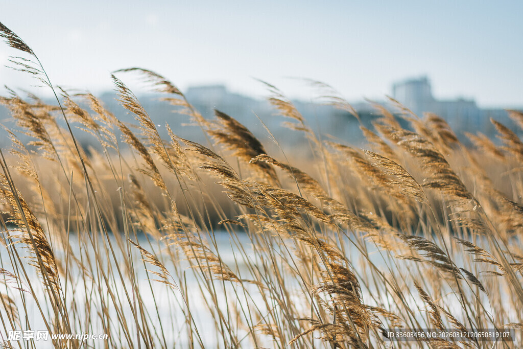 湖畔芦苇随风摇曳