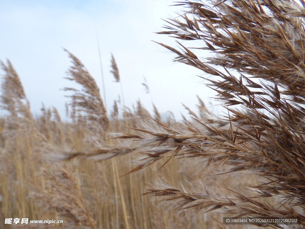 秋日芦苇荡美景