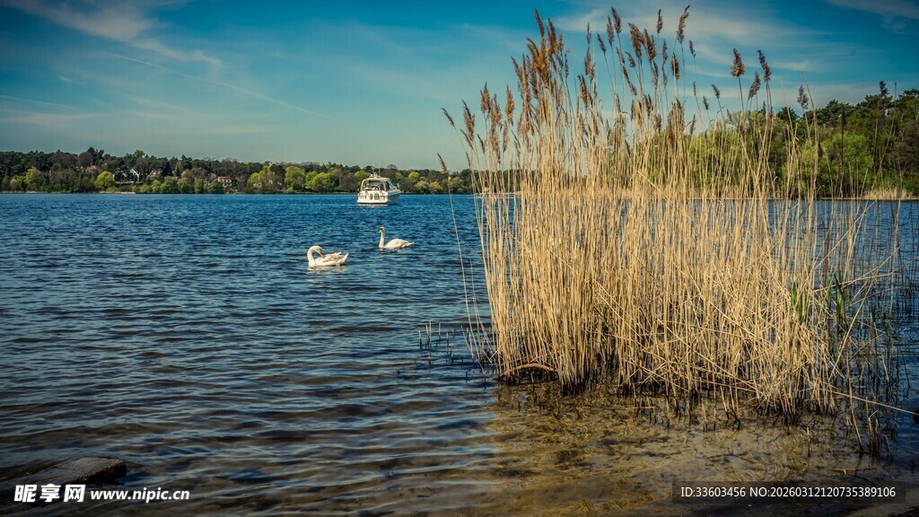 湖畔芦苇与悠然游鸟