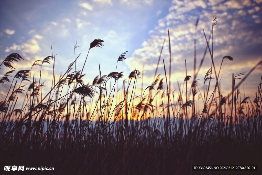 夕阳下的芦苇荡美景